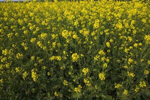 Blooming Yellow Rapeseed flowers in the field.  can be used as a floral texture background photo