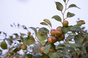 Red jujube fruits or apple kul boroi on a branch in the garden. Selective Focus with Shallow depth of field photo