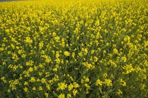 Blooming Yellow Rapeseed flowers in the field.  can be used as a floral texture background photo