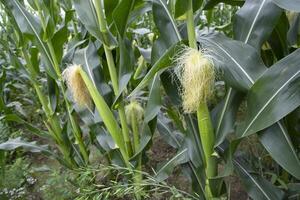 agricultural field of corn with young maize cobs growing on the  farm photo