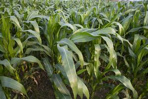 Agriculture corn fields growing in the harvest countryside of Bangladesh photo