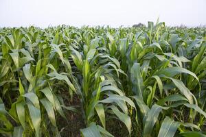 Agriculture corn fields growing in the harvest countryside of Bangladesh photo