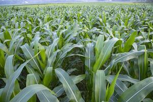 Agriculture corn fields growing in the harvest countryside of Bangladesh photo