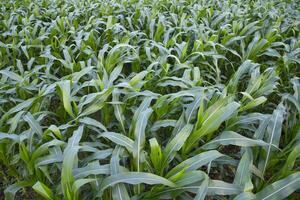 Agriculture corn fields growing in the harvest countryside of Bangladesh photo