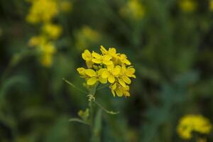 de cerca atención un hermosa floreciente amarillo colza flor con borroso antecedentes foto