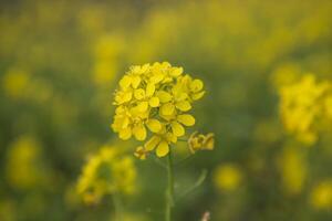 de cerca atención un hermosa floreciente amarillo colza flor con borroso antecedentes foto