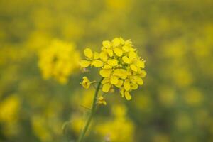 de cerca atención un hermosa floreciente amarillo colza flor con borroso antecedentes foto