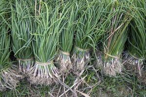 verde cebolla plantas manojo en el suelo campo de Bangladesh foto