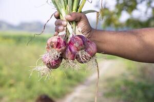 Farmer Hand Holding A Bunch of Red Onion at the Field During Cultivation Harvest Season in the Countryside of Bangladesh photo