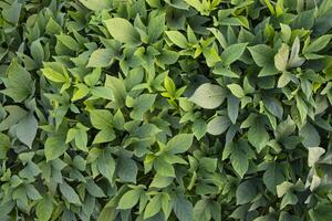 Green Leaves Pattern Texture Background of the Sweet Potato Plant in the Field Countryside of Bangladesh photo