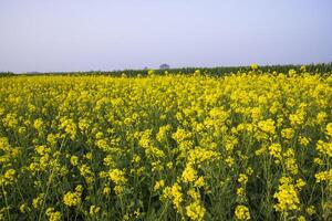 al aire libre amarillo colza flores campo campo de Bangladesh foto