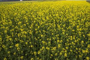 Blooming Yellow Rapeseed flowers in the field.  can be used as a floral texture background photo