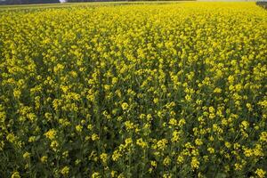 Blooming Yellow Rapeseed flowers in the field.  can be used as a floral texture background photo