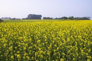 Beautiful Floral Landscape View of Rapeseed  in a field with blue sky in the countryside of Bangladesh photo