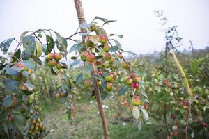 Fruta árbol con inmaduro rojo pastilla frutas o manzana kul boroi en el jardín foto