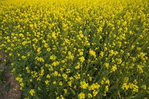 Blooming Yellow Rapeseed flowers in the field.  can be used as a floral texture background photo