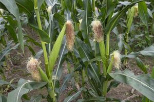 agricultural field of corn with young maize cobs growing on the  farm photo