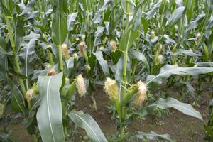 agricultural field of corn with young maize cobs growing on the  farm photo