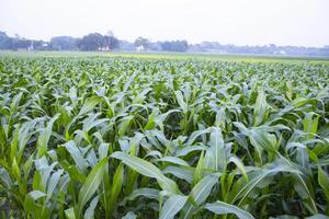 Agriculture corn fields growing in the harvest countryside of Bangladesh photo