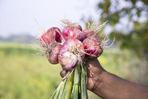Farmer Hand Holding A Bunch of Red Onion at the Field During Cultivation Harvest Season in the Countryside of Bangladesh photo