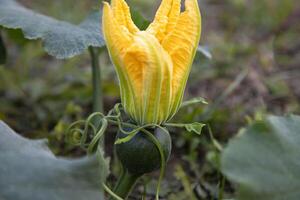 verde orgánico vegetal dulce calabaza pequeño amarillo flor en el jardín, joven calabaza natural polinización en el campo de campo en Bangladesh foto