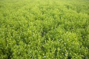 Blooming White Nigella sativa flowers in the field. Top view Texture background photo