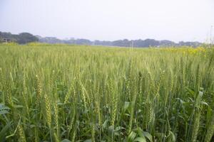 de cerca verde trigo espiga grano en el campo foto