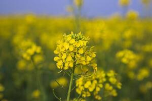 de cerca atención un hermosa floreciente amarillo colza flor con borroso antecedentes foto