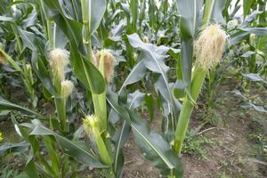 agricultural field of corn with young maize cobs growing on the  farm photo