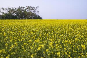 hermosa floral paisaje ver de colza en un campo con azul cielo en el campo de Bangladesh foto