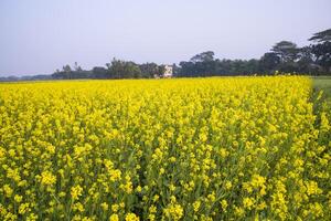 Beautiful Floral Landscape View of Rapeseed  in a field with blue sky in the countryside of Bangladesh photo