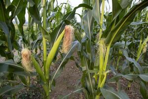 agrícola campo de maíz con joven maíz mazorcas creciente en el granja foto