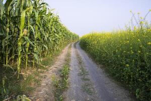 The rural path through the cornfield with the blue sky photo