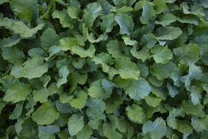 parte superior ver de verde colza planta textura antecedentes lata ser usado como agricultura conceptos foto