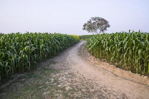 The rural path through the cornfield with the blue sky photo