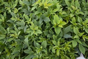 verde hojas modelo textura antecedentes de el dulce patata planta en el campo campo de Bangladesh foto