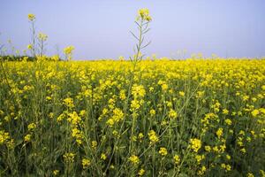 Outdoor yellow Rapeseed Flowers Field Countryside of Bangladesh photo