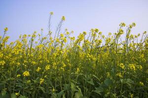 Outdoor yellow Rapeseed Flowers Field Countryside of Bangladesh photo