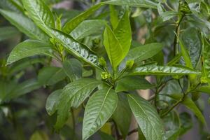 de cerca ver de herbario hojas justicia adhatoda, comúnmente conocido en Inglés como malabar tuerca, adulta, adhatoda, vasa, vasaka, es un medicinal planta nativo a Asia foto