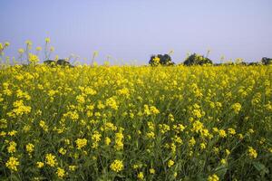 Outdoor yellow Rapeseed Flowers Field Countryside of Bangladesh photo