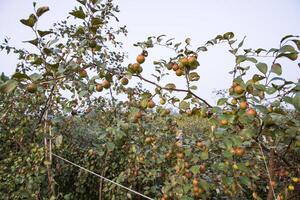 Fruta árbol con inmaduro rojo pastilla frutas o manzana kul boroi en el jardín foto