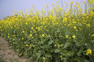 Outdoor yellow Rapeseed Flowers Field Countryside of Bangladesh photo