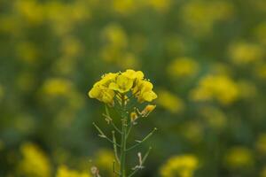 de cerca atención un hermosa floreciente amarillo colza flor con borroso antecedentes foto