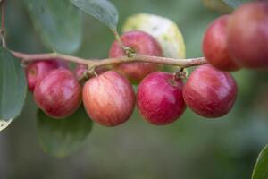 Red jujube fruits or apple kul boroi on a branch in the garden. Selective Focus with Shallow depth of field photo