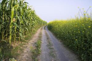 The rural path through the cornfield with the blue sky photo