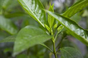 Close-up view of herbal leaves  Justicia adhatoda, commonly known in English as Malabar nut, adulsa, adhatoda, vasa, vasaka, is a medicinal plant native to Asia photo