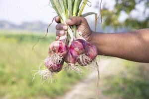 Farmer Hand Holding A Bunch of Red Onion at the Field During Cultivation Harvest Season in the Countryside of Bangladesh photo