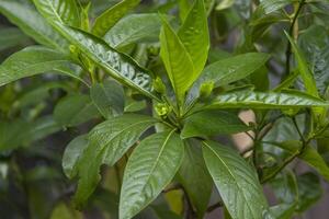 Close-up view of herbal leaves  Justicia adhatoda, commonly known in English as Malabar nut, adulsa, adhatoda, vasa, vasaka, is a medicinal plant native to Asia photo