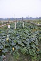 Green Organic vegetable sweet pumpkin Plantation in the garden photo