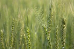 de cerca verde trigo espiga grano en el campo foto